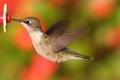 Ruby-throated Hummingbird At A Feeder Royalty Free Stock Photo