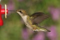 Ruby-throated Hummingbird At A Feeder Royalty Free Stock Photo