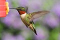 Ruby-throated Hummingbird At A Feeder Royalty Free Stock Photo