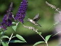 Ruby Throated Hummingbird feeding on Butterfly Bush