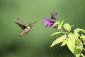 Ruby Throated Hummingbird Feeding on Deep Purple Salvia