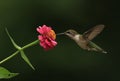 Ruby-throated Hummingbird Feeding from Flower Royalty Free Stock Photo