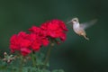 Ruby-throated hummingbird feeding on flower Royalty Free Stock Photo