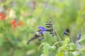 Ruby-throated Hummingbird Feeding in the Garden. Royalty Free Stock Photo