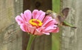 Ruby throated Hummingbird feeding at pink flower Royalty Free Stock Photo