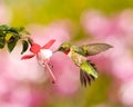 Ruby-Throated Hummingbird