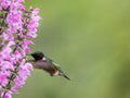 Ruby-throated Hummingbird feeds on Meadow Sage in S Royalty Free Stock Photo