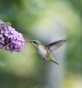 Ruby Throated Hummingbird Female