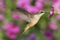 Ruby-throated Hummingbird