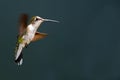 Ruby-throated Hummingbird Royalty Free Stock Photo