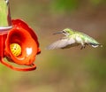 Ruby Throated Hummingbird female in flight near a feeder. Royalty Free Stock Photo