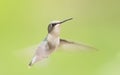 A Ruby-throated hummingbird female isolated on a green background in flight Royalty Free Stock Photo