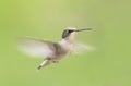 A Ruby-throated hummingbird female isolated on a green background in flight Royalty Free Stock Photo