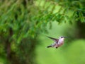 Ruby Throated Hummingbird female.