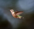 Ruby Throated Hummingbird female.