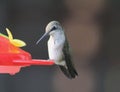 Ruby Throated Hummingbird Female Perched on a Feeder Royalty Free Stock Photo