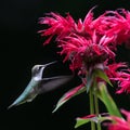 Ruby Throated Hummingbird Royalty Free Stock Photo
