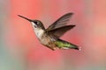 Ruby-throated Hummingbird In Flight Royalty Free Stock Photo