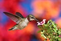 Ruby-throated Hummingbird In Flight Royalty Free Stock Photo