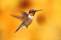 Ruby-throated Hummingbird In Flight Royalty Free Stock Photo