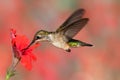 Ruby-throated Hummingbird In Flight