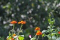 Ruby-throated hummingbird in flight above Mexican Sunflower - Archilochus colubris Royalty Free Stock Photo