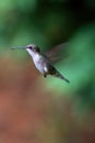 Ruby Throated Hummingbird in flight. Royalty Free Stock Photo