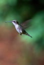 Ruby Throated Hummingbird in flight.