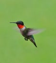 Ruby Throated Hummingbird in Flight Royalty Free Stock Photo