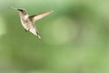 Ruby Throated Hummingbird in flight on a green background. Royalty Free Stock Photo