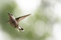 Ruby Throated Hummingbird in flight on a green background. Royalty Free Stock Photo