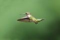 Ruby Throated Hummingbird in Flight