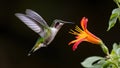 Ruby throated hummingbird in flight near flower on dark background