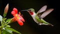 Ruby throated hummingbird in flight near flower on dark background Royalty Free Stock Photo