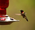 Ruby-throated hummingbird in flight to the nectar feeder Royalty Free Stock Photo