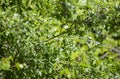 Ruby-Throated Hummingbird Flitting Around Tree Leaves