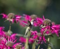 Ruby Throated Hummingbird and Flower Royalty Free Stock Photo