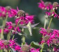 Ruby Throated Hummingbird and Flower Royalty Free Stock Photo