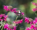 Ruby Throated Hummingbird and Flower Royalty Free Stock Photo