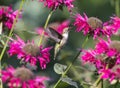 Ruby Throated Hummingbird and Flower Royalty Free Stock Photo