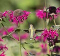 Ruby Throated Hummingbird and Flower Royalty Free Stock Photo