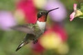 Ruby-throated Hummingbird At A Flower Royalty Free Stock Photo