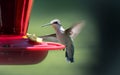 Ruby Throated Hummingbird flying at nectar feeder, Clarke County, Georgia USA