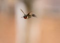 A Ruby-throated hummingbird flying in to attack