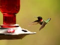 Ruby-throated hummingbird flying to feeder