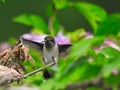 Ruby-Throated Hummingbird Flying to Perch on Branch with Feet Up Ready to Grab Stem Royalty Free Stock Photo