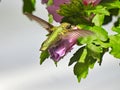 Ruby-Throated Hummingbird Gathers Nectar While Hovering Over Purple Hibiscus Royalty Free Stock Photo