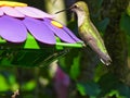 Ruby-Throated Hummingbird Getting Ready to Drink Nectar Royalty Free Stock Photo
