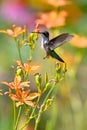 Ruby-throated hummingbird hoveri to the flower Royalty Free Stock Photo