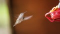 Ruby throated hummingbird hovering at a bird feeder Royalty Free Stock Photo